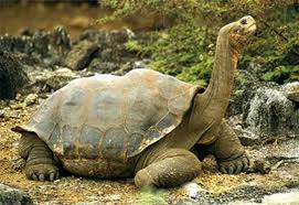tortuga galapago