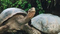 toruga