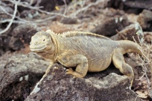 iguanas-terrestres-conolophus-pallidus-en-santa-fe-las-islas-galapagos-ecuador