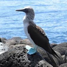 pajarillo ke te