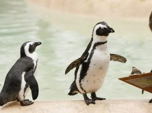 piiii